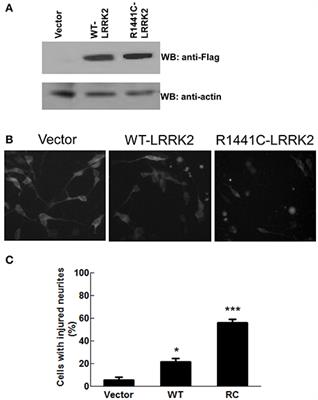 68 and FX2149 Attenuate Mutant LRRK2-R1441C-Induced Neural Transport Impairment
